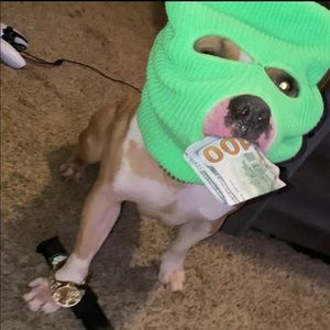 Meet your Posher, Brandon